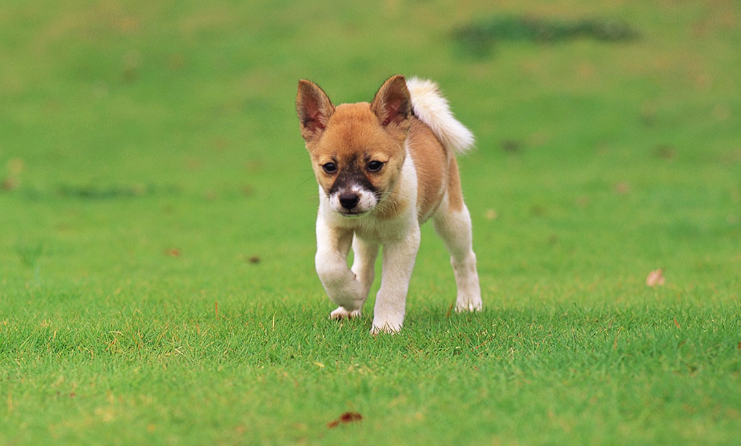 叮叮宠物商业计划书案例